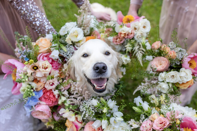 A dog happily sitting, looking at the camera with their face framed by bridesmaids holding their bouquets to form a circle