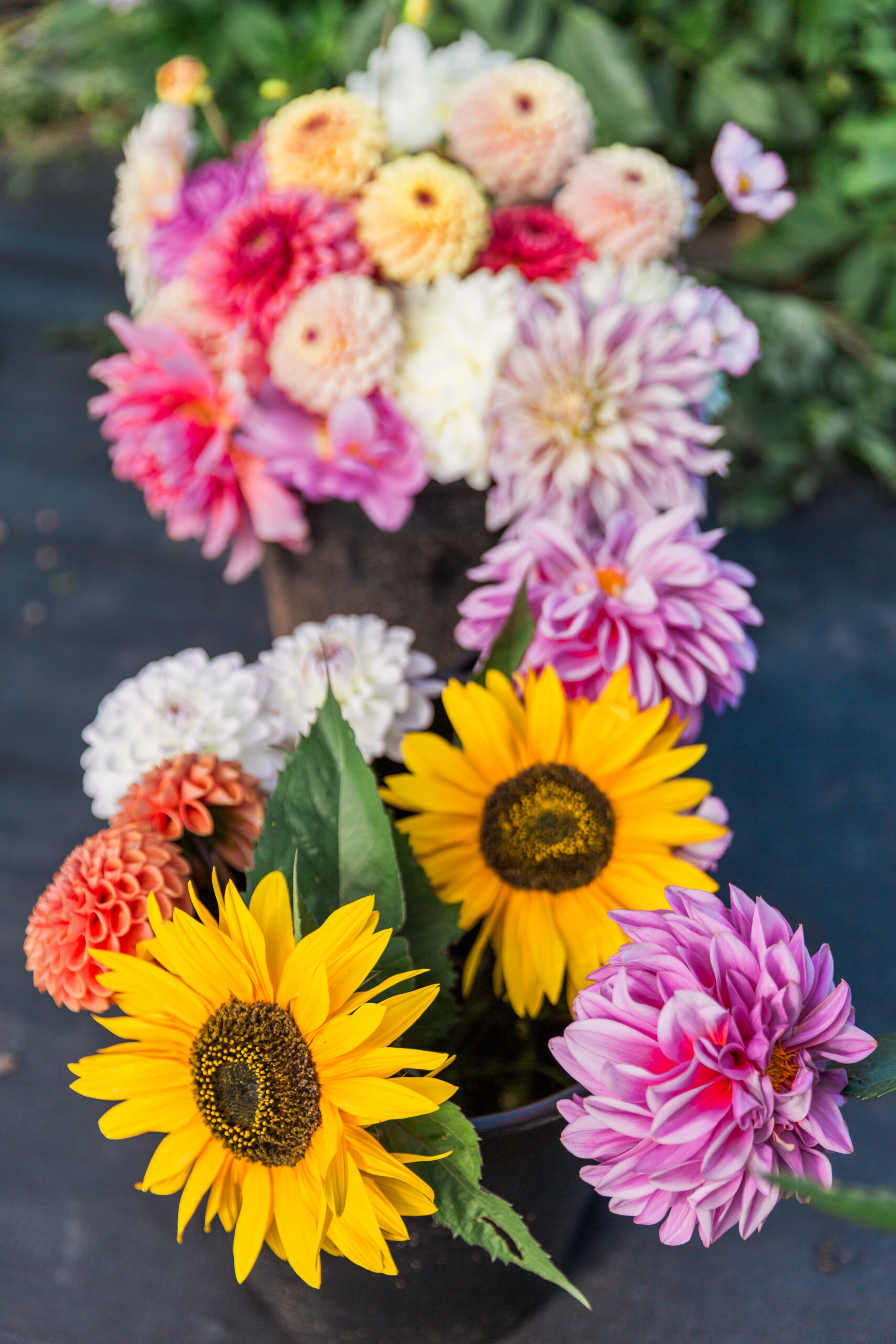 Wedding Dahlias from our farm